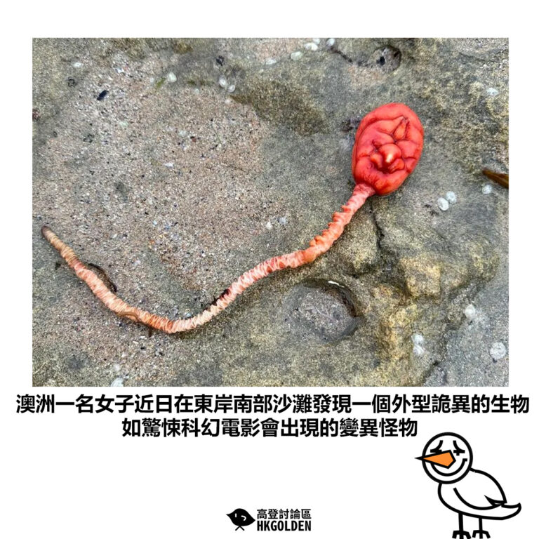 【澳洲一名女子近日在東岸南部沙灘發現一個外型詭異的生物 如驚悚科幻電影會出現的變異怪物】