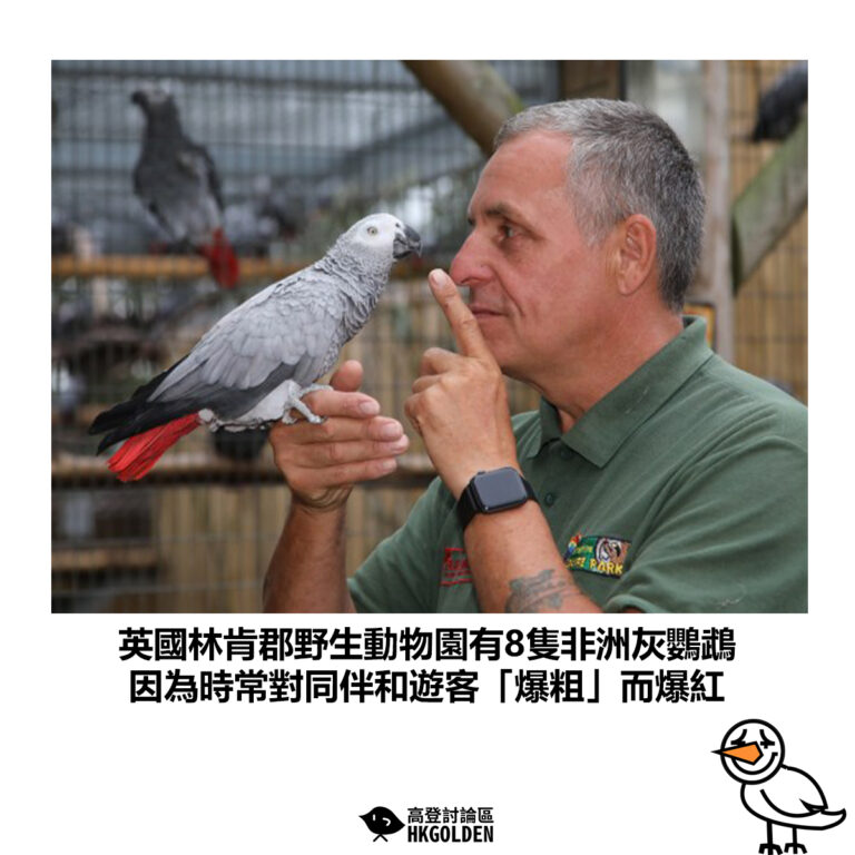 【英國林肯郡野生動物園有8隻非洲灰鸚鵡 因為時常對同伴和遊客「爆粗」而爆紅】