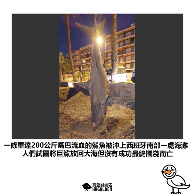 【一條重達200公斤嘴巴流血的鯊魚被沖上西班牙南部一處海灘 人們試圖將巨鯊放回大海但沒有成功最終擱淺而亡】