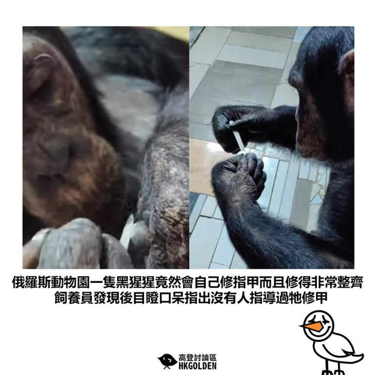 【俄羅斯動物園一隻黑猩猩竟然會自己修指甲而且修得非常整齊 飼養員發現後目瞪口呆指出沒有人指導過牠修甲】