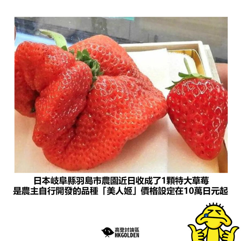 【日本岐阜縣羽島市農園近日收成了1顆特大草莓 是農主自行開發的品種「美人姬」價格設定在10萬日元起】
