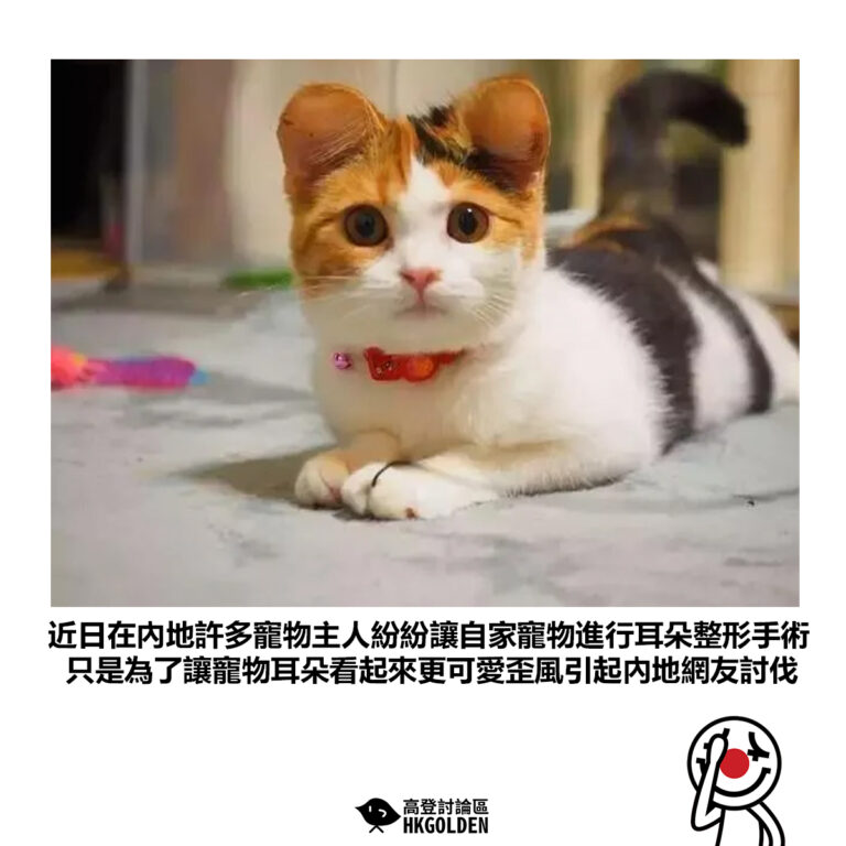 【近日在內地許多寵物主人紛紛讓自家寵物進行耳朵整形手術 只是為了讓寵物耳朵看起來更可愛歪風引起內地網友討伐】