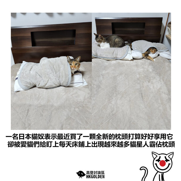 【一名日本貓奴表示最近買了一顆全新的枕頭打算好好享用它 卻被愛貓們給盯上每天床鋪上出現越來越多貓星人霸佔枕頭】