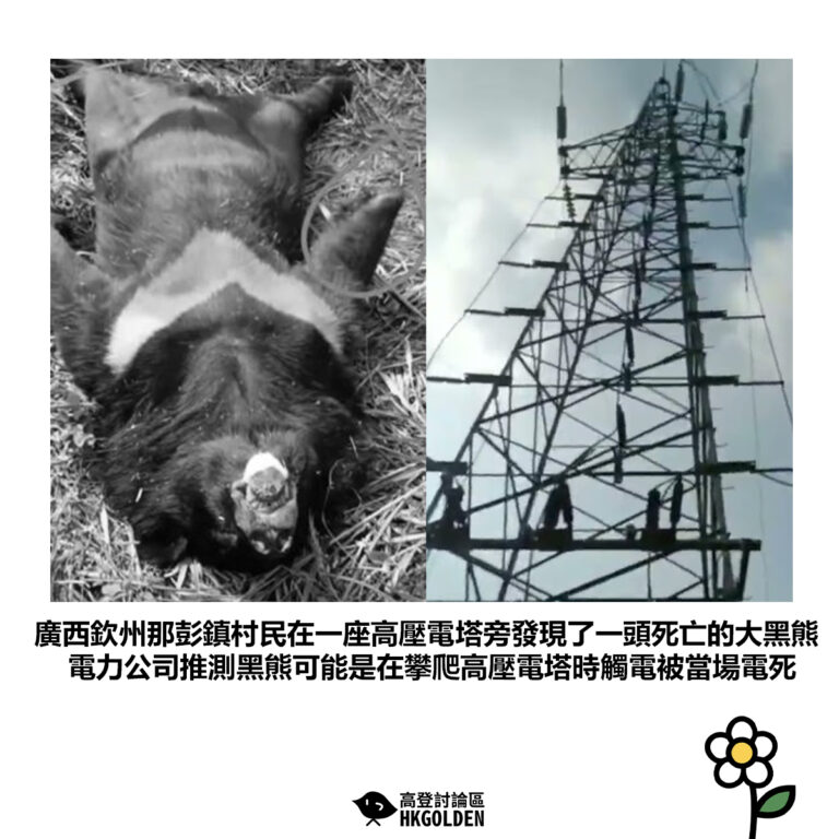 【廣西欽州那彭鎮村民在一座高壓電塔旁發現了一頭死亡的大黑熊電力公司推測黑熊可能是在攀爬高壓電塔時觸電被當場電死】