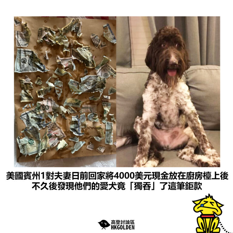 【美國賓州1對夫妻日前回家將4000美元現金放在廚房檯上後 不久後發現他們的愛犬竟「獨吞」了這筆鉅款】
