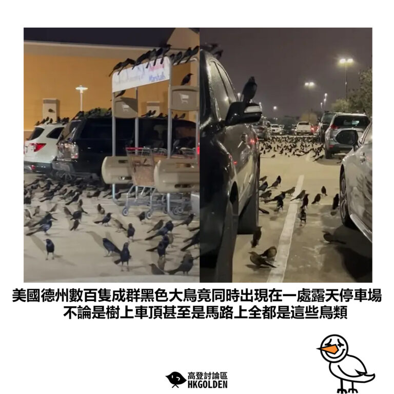 【美國德州數百隻成群黑色大鳥竟同時出現在一處露天停車場 不論是樹上車頂甚至是馬路上全都是這些鳥類】