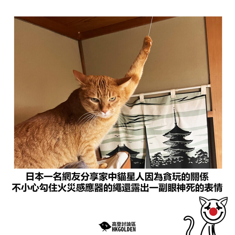 【日本一名網友分享家中貓星人因為貪玩的關係 不小心勾住火災感應器的繩還露出一副眼神死的表情】