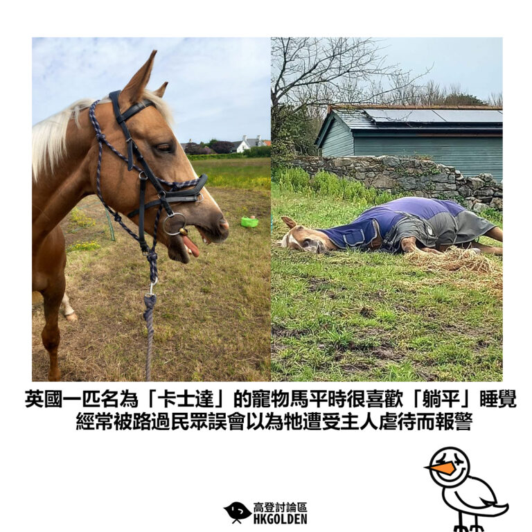 【英國一匹名為「卡士達」的寵物馬平時很喜歡「躺平」睡覺 經常被路過民眾誤會以為牠遭受主人虐待而報警】