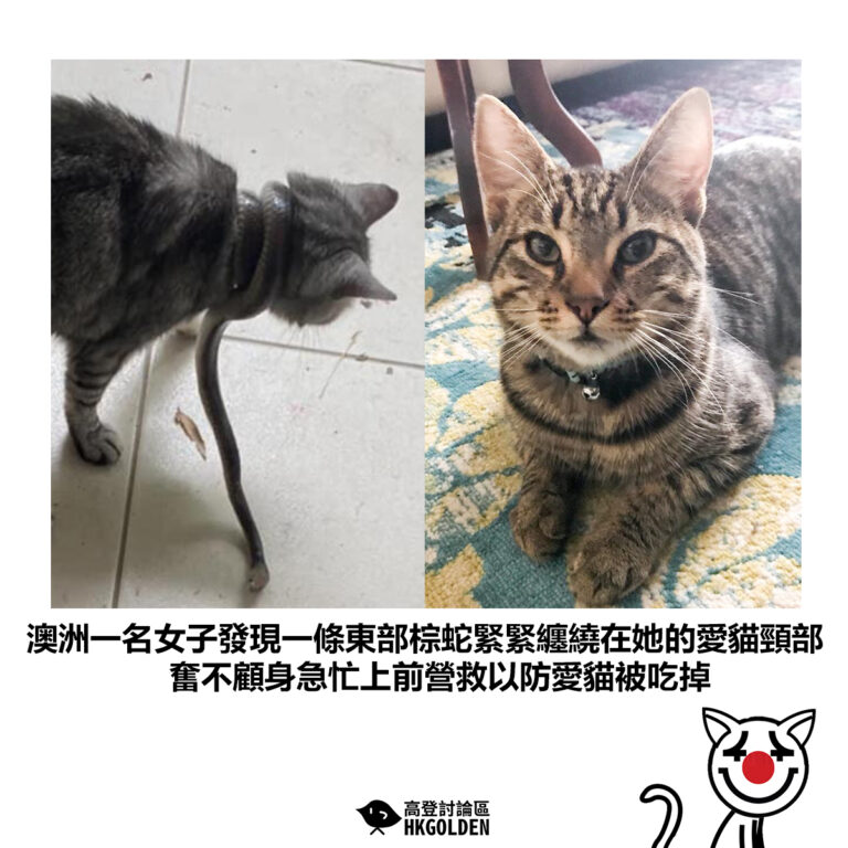 【澳洲一名女子發現一條東部棕蛇緊緊纏繞在她的愛貓頸部 奮不顧身急忙上前營救以防愛貓被吃掉】