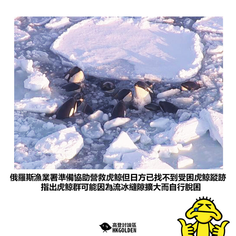【俄羅斯漁業署準備協助營救虎鯨但日方已找不到受困虎鯨蹤跡 指出虎鯨群可能因為流冰縫隙擴大而自行脫困 】
