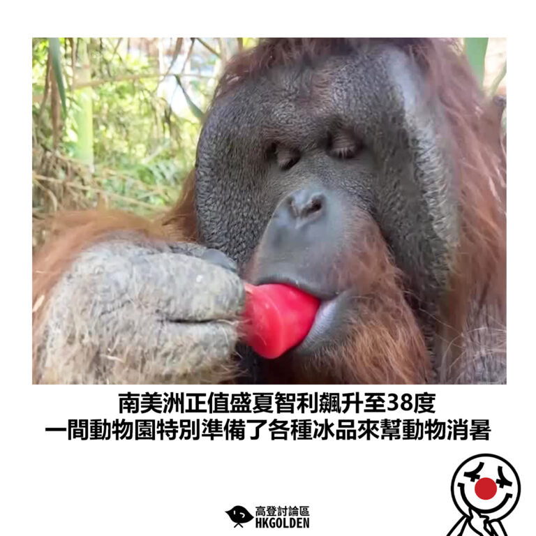 【南美洲正值盛夏智利飆升至38度 一間動物園特別準備了各種冰品來幫動物消暑】