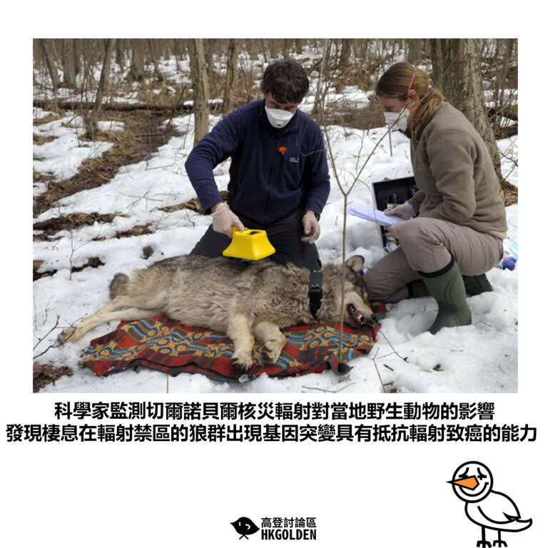 【科學家監測切爾諾貝爾核災輻射對當地野生動物的影響 發現棲息在輻射禁區的狼群出現基因突變具有抵抗輻射致癌的能力】