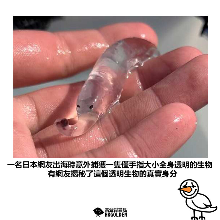 【一名日本網友出海時意外捕獲一隻僅手指大小全身透明的生物 有網友揭秘了這個透明生物的真實身分】