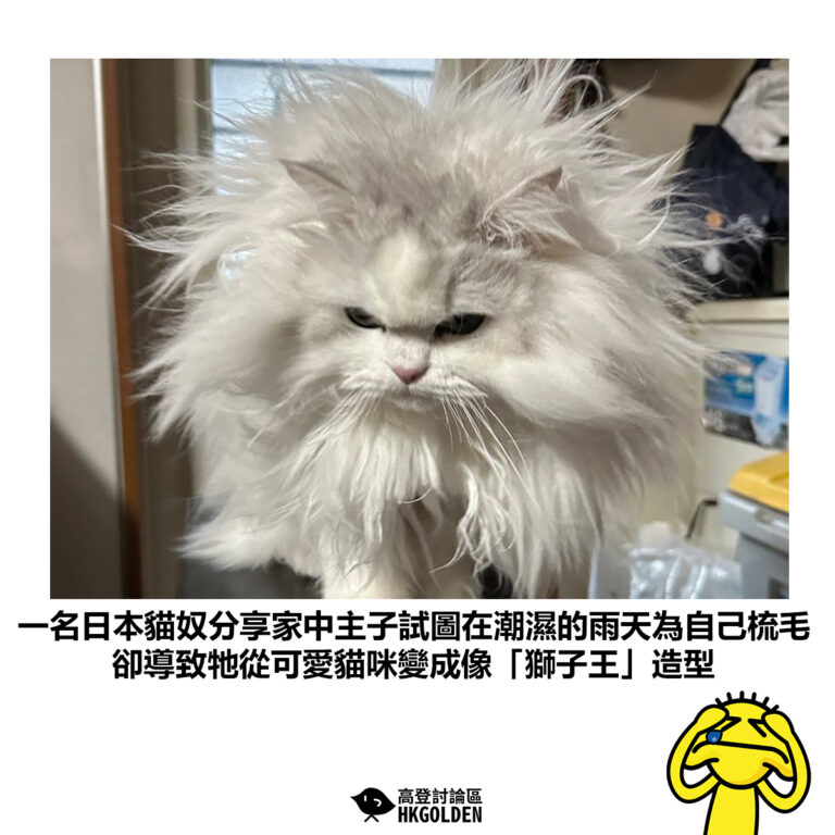 【一名日本貓奴分享家中主子試圖在潮濕的雨天為自己梳毛 卻導致牠從可愛貓咪變成像「獅子王」造型】