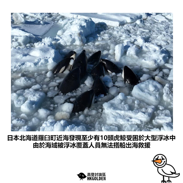 【日本北海道羅臼町近海發現至少有10頭虎鯨受困於大型浮冰中 由於海域被浮冰覆蓋人員無法搭船出海救援】
