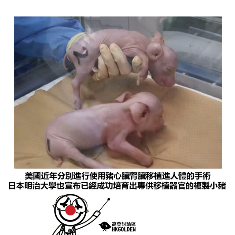 【美國近年分別進行使用豬心臟腎臟移植進人體的手術 日本明治大學也宣布已經成功培育出專供移植器官的複製小豬】