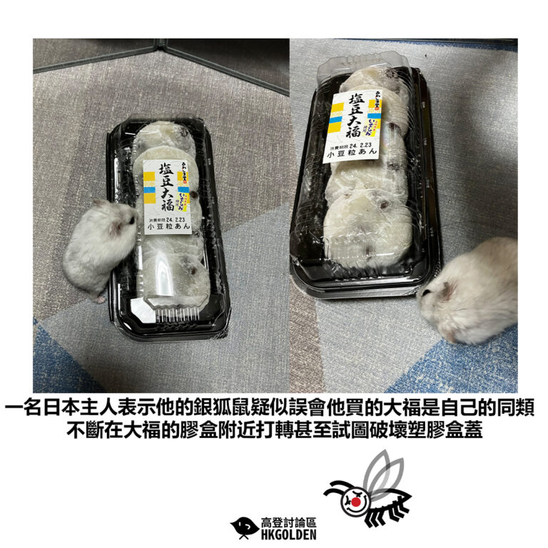 【一名日本主人表示他的銀狐鼠疑似誤會他買的大福是自己的同類不斷在大福的膠盒附近打轉甚至試圖破壞塑膠盒蓋】
