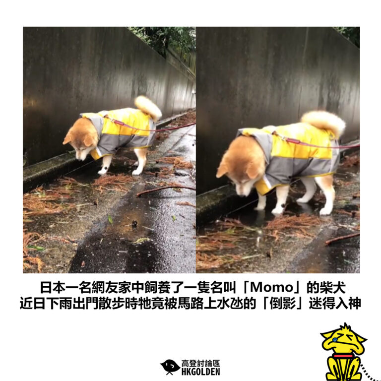 【日本一名網友家中飼養了一隻名叫「Momo」的柴犬 近日下雨出門散步時牠竟被馬路上水氹的「倒影」迷得入神】