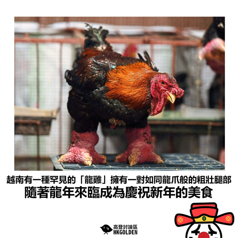 【越南有一種罕見的「龍雞」擁有一對如同龍爪般的粗壯腿部 隨著龍年來臨成為慶祝新年的美食】