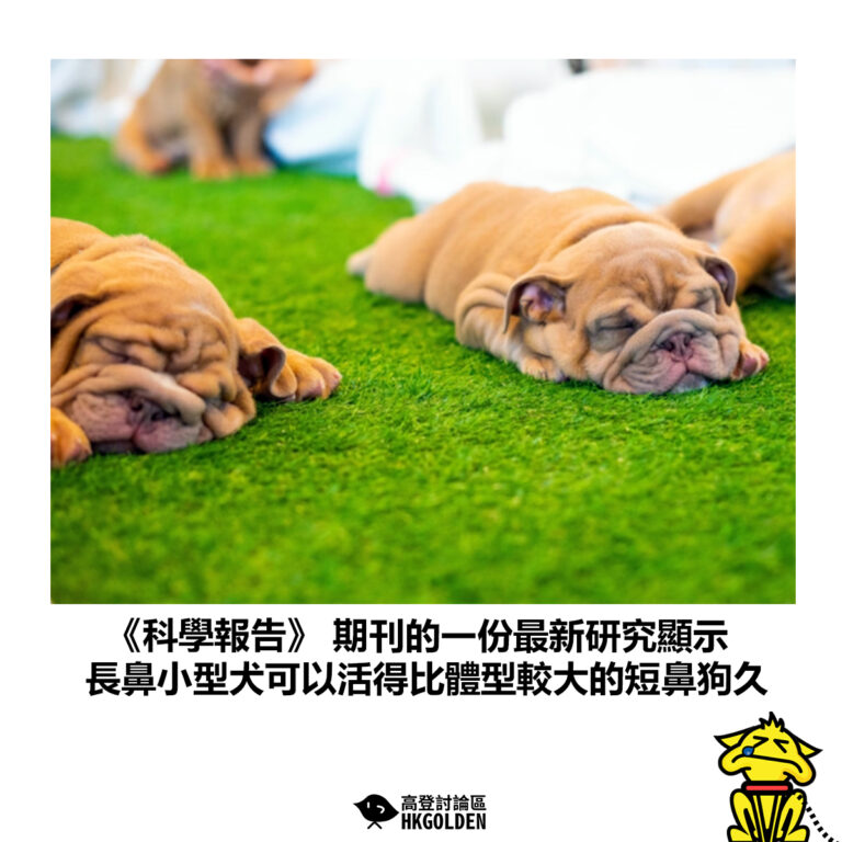 【《科學報告》 期刊的一份最新研究顯示 長鼻小型犬可以活得比體型較大的短鼻狗久】