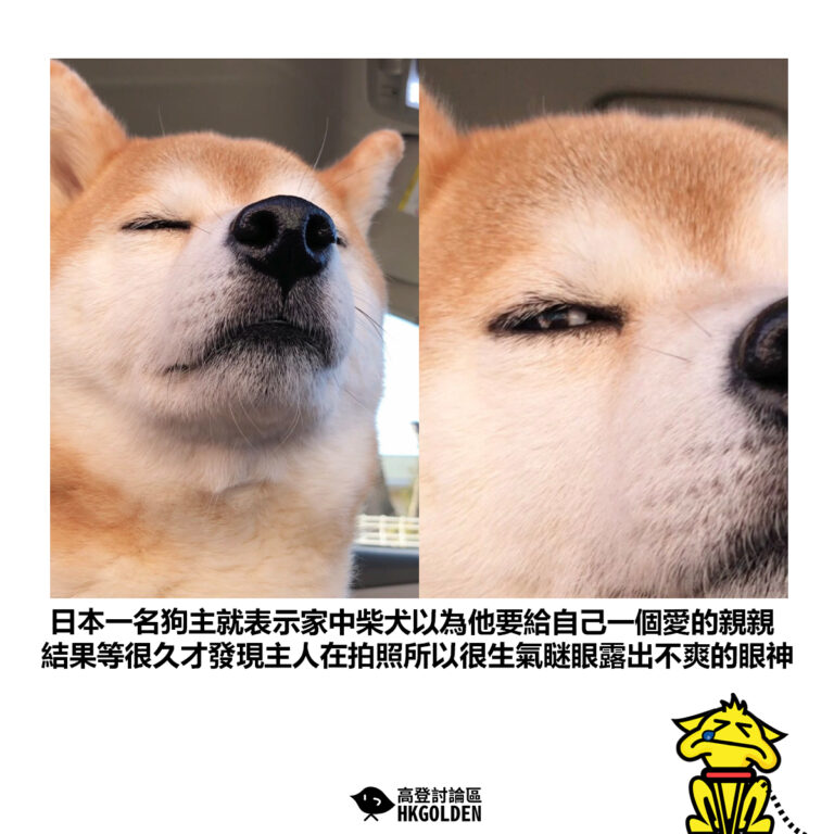 【日本一名狗主就表示家中柴犬以為他要給自己一個愛的親親 結果等很久才發現主人在拍照所以很生氣瞇眼露出不悅的眼神】