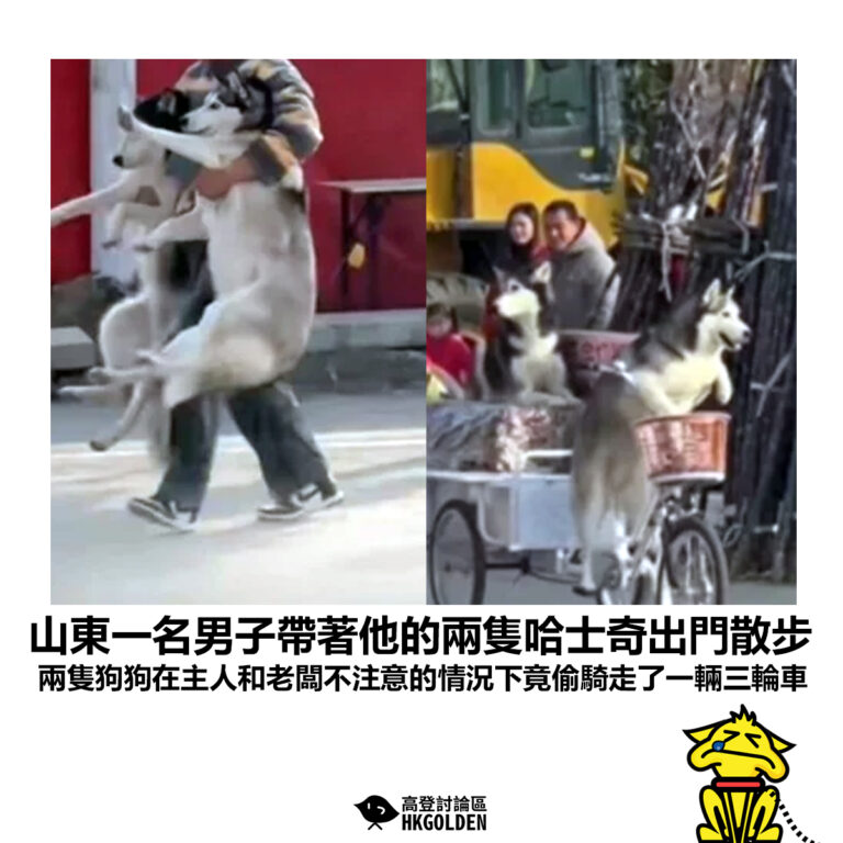 【山東一名男子帶著他的兩隻哈士奇出門散步 兩隻狗狗在主人和老闆不注意的情況下竟偷騎走了一輛三輪車】