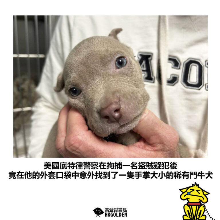 【美國底特律警察在拘捕一名盜賊疑犯後  竟在他的外套口袋中意外找到了一隻手掌大小的稀有鬥牛犬】