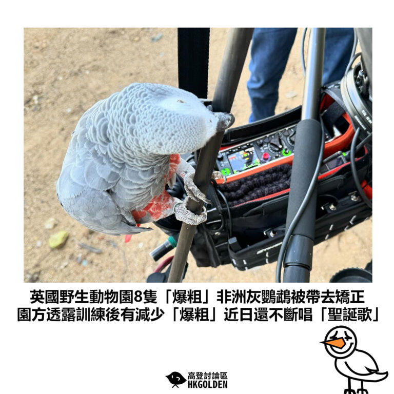 【英國野生動物園8隻「爆粗」非洲灰鸚鵡被帶去矯正 園方透露訓練後有減少「爆粗」近日還不斷唱「聖誕歌」】