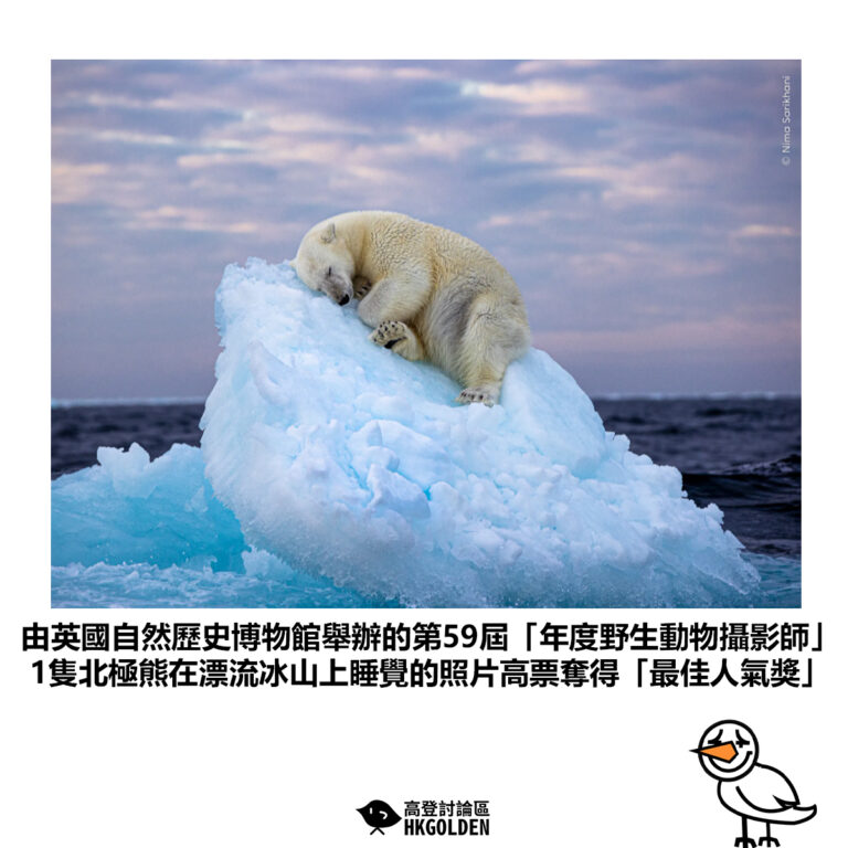 【由英國自然歷史博物館舉辦的第59屆「年度野生動物攝影師」1隻北極熊在漂流冰山上睡覺的照片高票奪得「最佳人氣獎」】