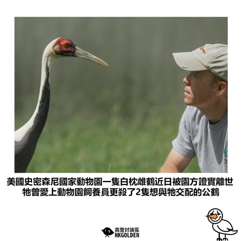 【美國史密森尼國家動物園一隻白枕雌鶴近日被園方證實離世 牠曾愛上動物園飼養員更殺了2隻想與牠交配的公鶴】