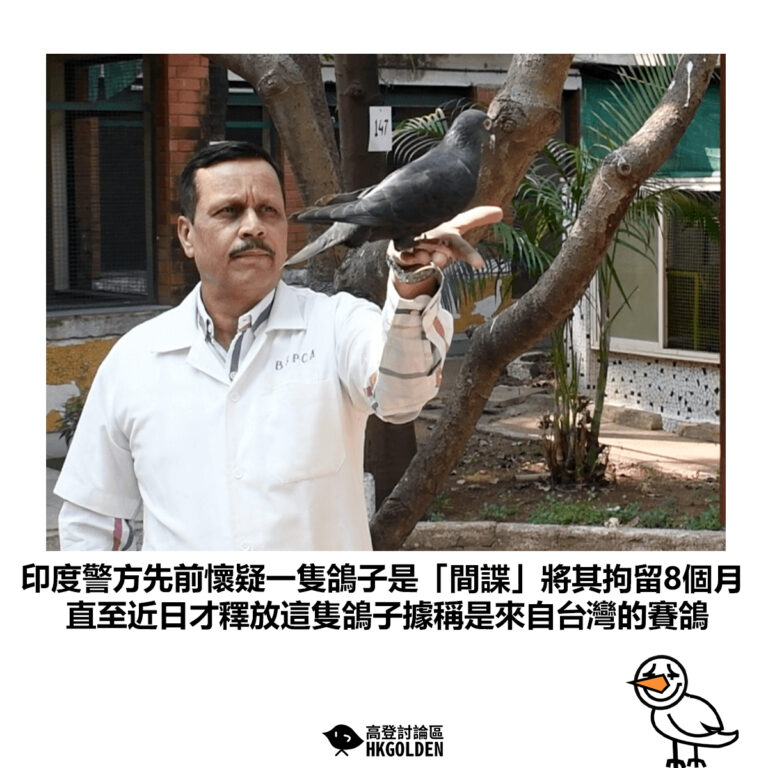 【印度警方先前懷疑一隻鴿子是「間諜」將其拘留8個月 直至近日才釋放這隻鴿子據稱是來自台灣的賽鴿】