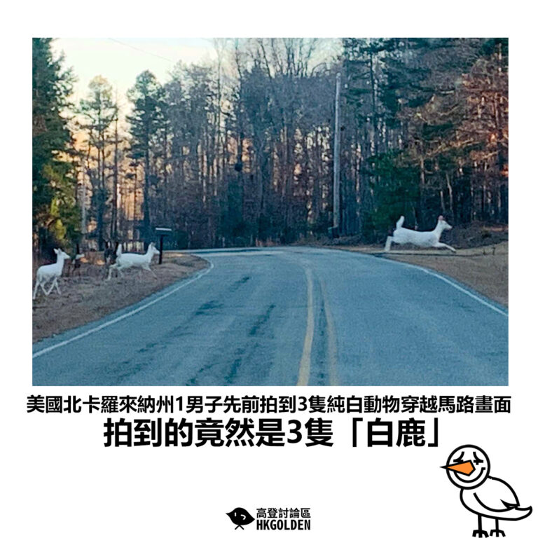 【美國北卡羅來納州1男子先前拍到3隻純白動物穿越馬路畫面 拍到的竟然是3隻「白鹿」】