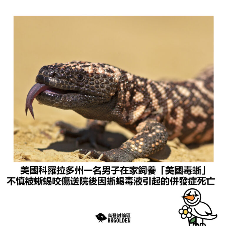 【美國科羅拉多州一名男子在家飼養「美國毒蜥」不慎被蜥蜴咬傷送院後因蜥蜴毒液引起的併發症死亡】