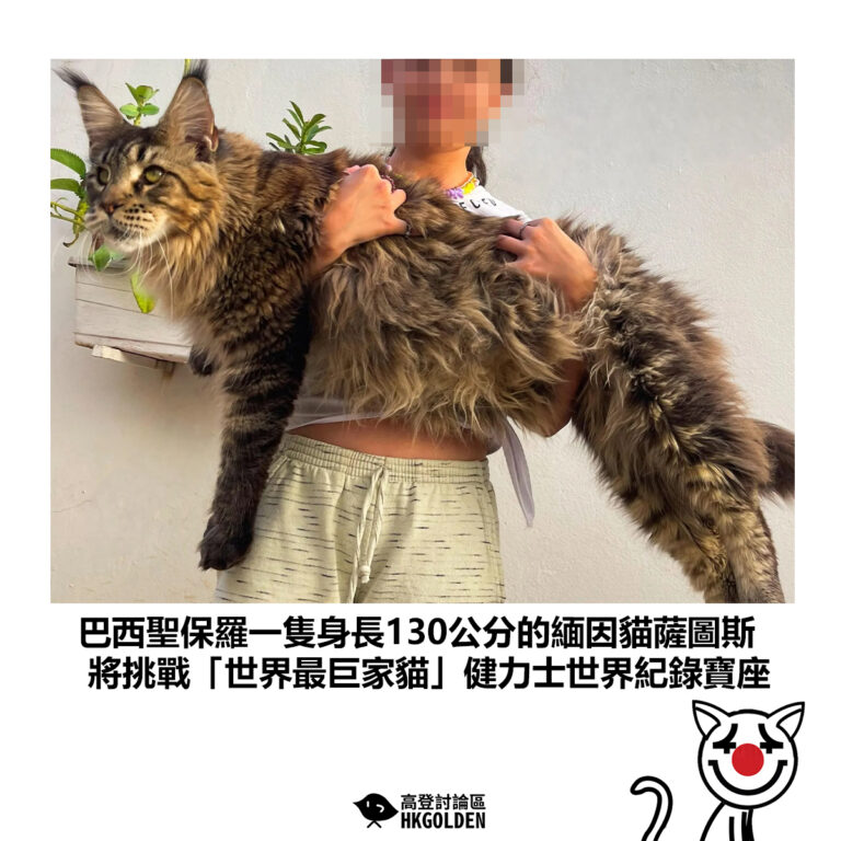 【巴西聖保羅一隻身長130公分的緬因貓薩圖斯 將挑戰「世界最巨家貓」健力士世界紀錄寶座】