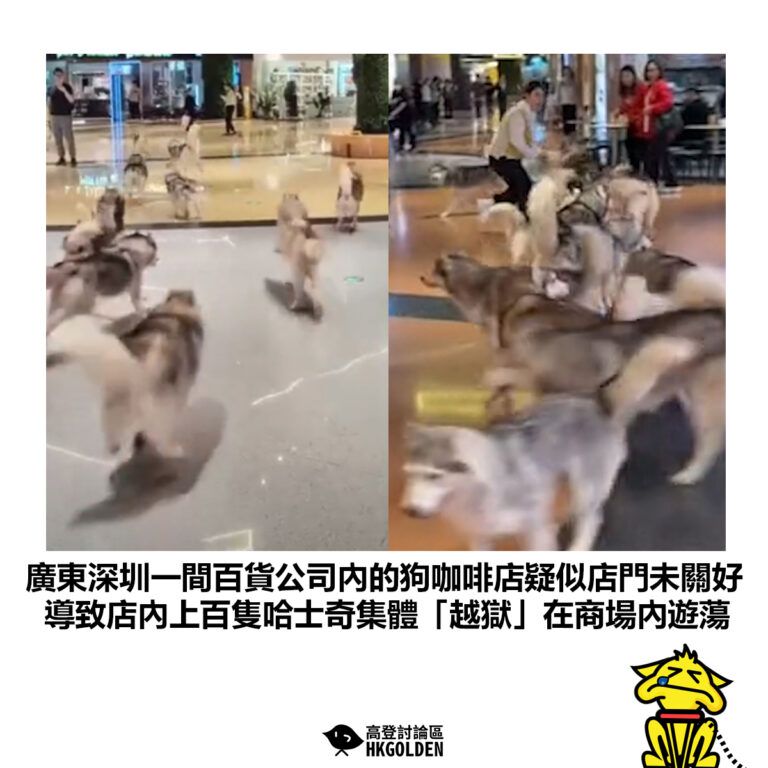 【廣東深圳一間百貨公司內的狗咖啡店疑似店門未關好 導致店內上百隻哈士奇集體「越獄」在商場內遊蕩】