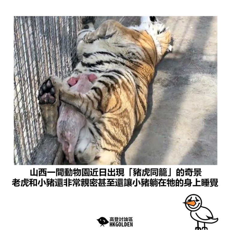 【山西一間動物園近日出現「豬虎同籠」的奇景 老虎和小豬還非常親密甚至還讓小豬躺在牠的身上睡覺】