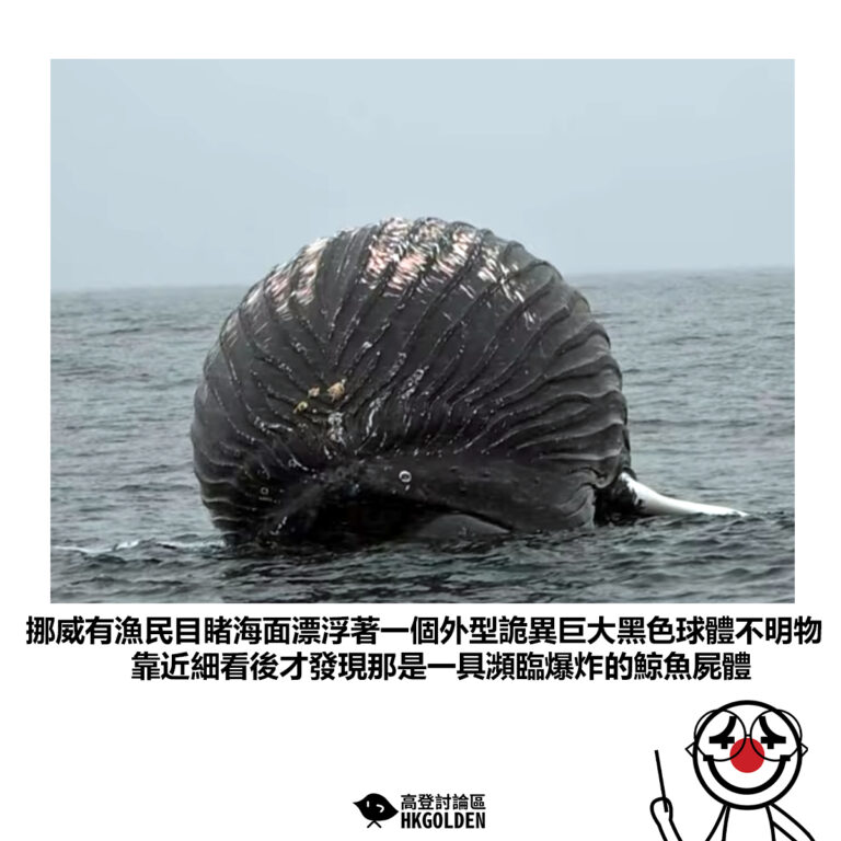 【挪威有漁民目睹海面漂浮著一個外型詭異巨大黑色球體不明物 靠近細看後才發現那是一具瀕臨爆炸的鯨魚屍體】