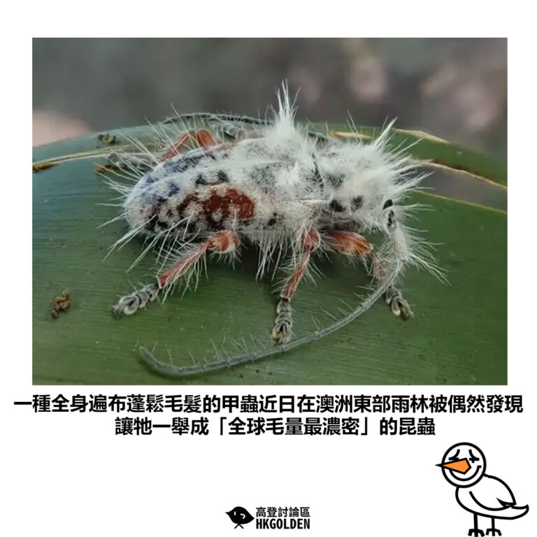 【一種全身遍布蓬鬆毛髮的甲蟲近日在澳洲東部雨林被偶然發現 讓牠一舉成「全球毛量最濃密」的昆蟲 】