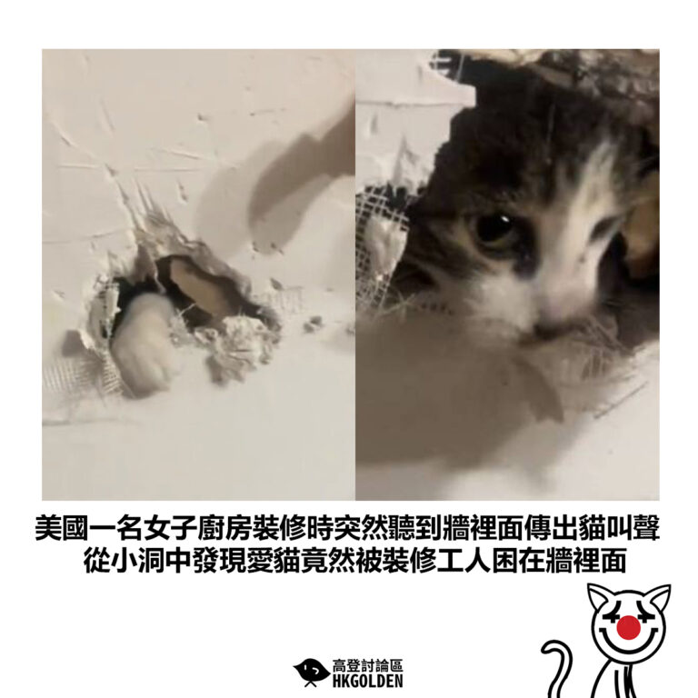 【美國一名女子廚房裝修時突然聽到牆裡面傳出貓叫聲 從小洞中發現愛貓竟然被裝修工人困在牆裡面】