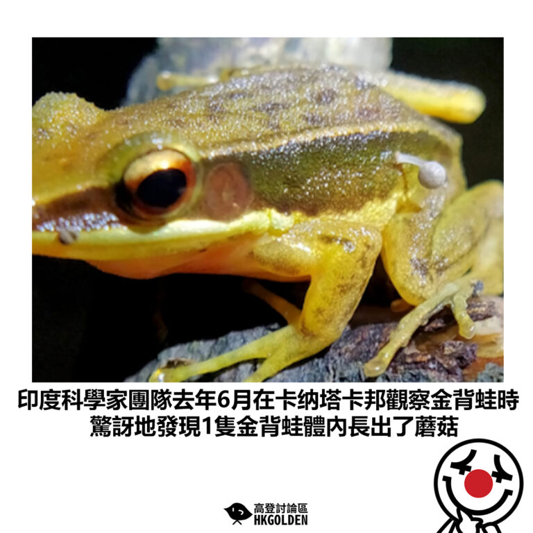 【印度科學家團隊去年6月在卡纳塔卡邦觀察金背蛙時 驚訝地發現1隻金背蛙體內長出了蘑菇】