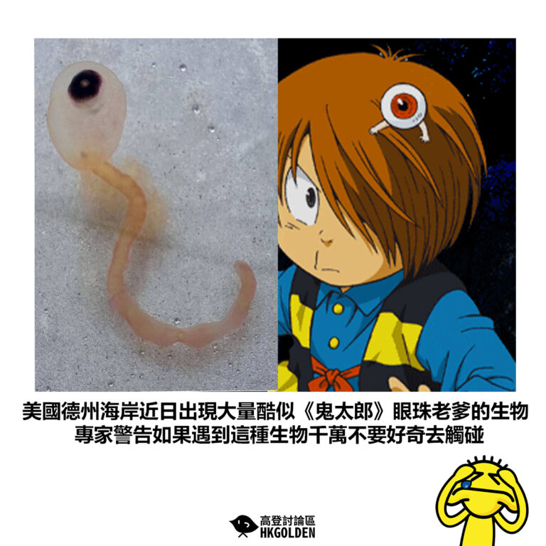 【美國德州海岸近日出現大量酷似《鬼太郎》眼珠老爹的生物 專家警告如果遇到這種生物千萬不要好奇去觸碰】