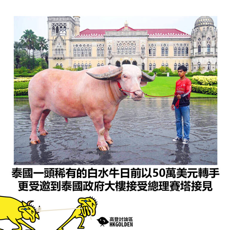 【泰國一頭稀有的白水牛日前以50萬美元轉手 更受邀到泰國政府大樓接受總理賽塔接見 】