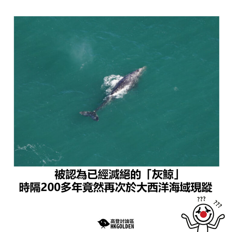 【被認為已經滅絕的「灰鯨」時隔200多年竟然再次於大西洋海域現蹤】