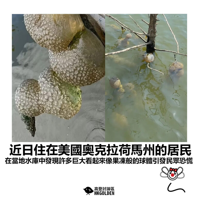 【近日住在美國奧克拉荷馬州的居民 在當地水庫中發現許多巨大看起來像果凍般的球體引發民眾恐慌】