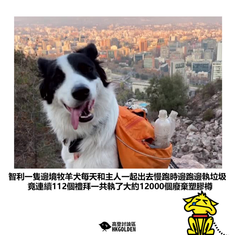 【智利一隻邊境牧羊犬每天和主人一起出去慢跑時邊跑邊執垃圾 竟連續112個禮拜一共執了大約12000個廢棄塑膠樽】