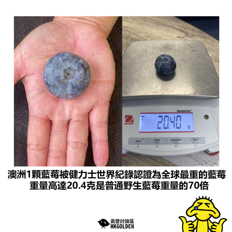 【澳洲1顆藍莓被健力士世界紀錄認證為全球最重的藍莓 重量高達20.4克是普通野生藍莓重量的70倍】