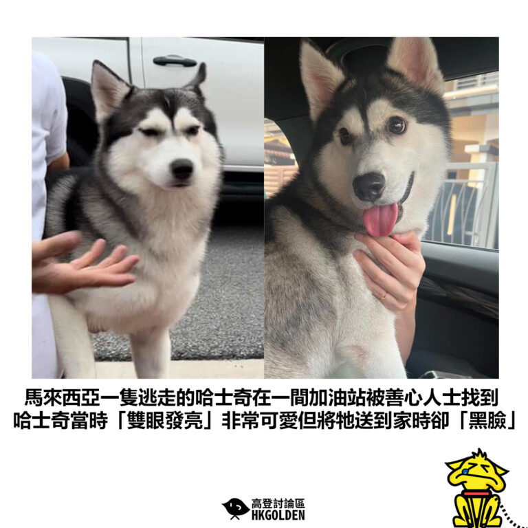 【馬來西亞一隻逃走的哈士奇在一間加油站被善心人士找到 哈士奇當時「雙眼發亮」非常可愛但將牠送到家時卻「黑臉」】