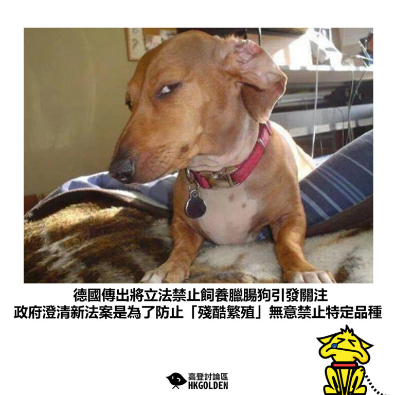 【德國傳出將立法禁止飼養臘腸狗引發關注 政府澄清新法案是為了防止「殘酷繁殖」無意禁止特定品種】