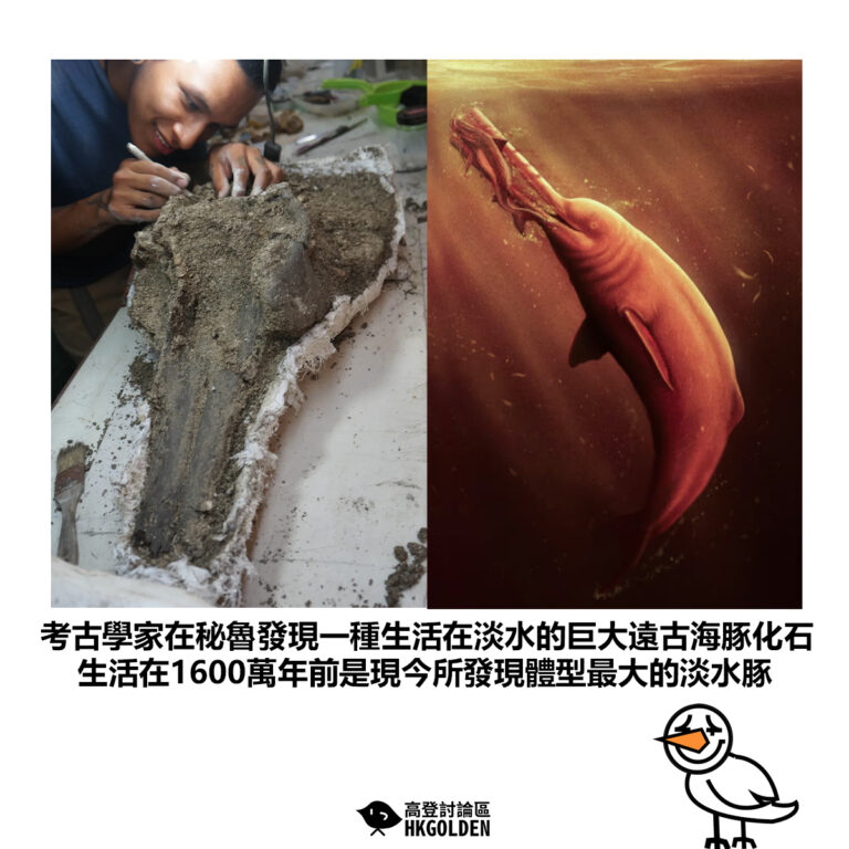 【考古學家在秘魯發現一種生活在淡水的巨大遠古海豚化石 生活在1600萬年前是現今所發現體型最大的淡水豚】