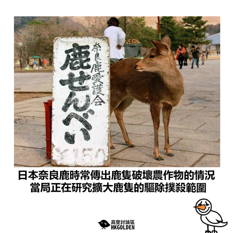 【日本奈良頻繁傳出奈良鹿們破壞農作物的情況 當局正在研究擴大鹿隻的驅除撲殺範圍】